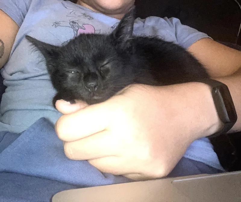 A baby small-sized male Black Domestic Short Hair cat named Jiji for adoption in Burbank, CA