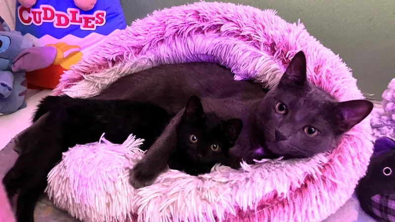 Jiji thumbnail 2