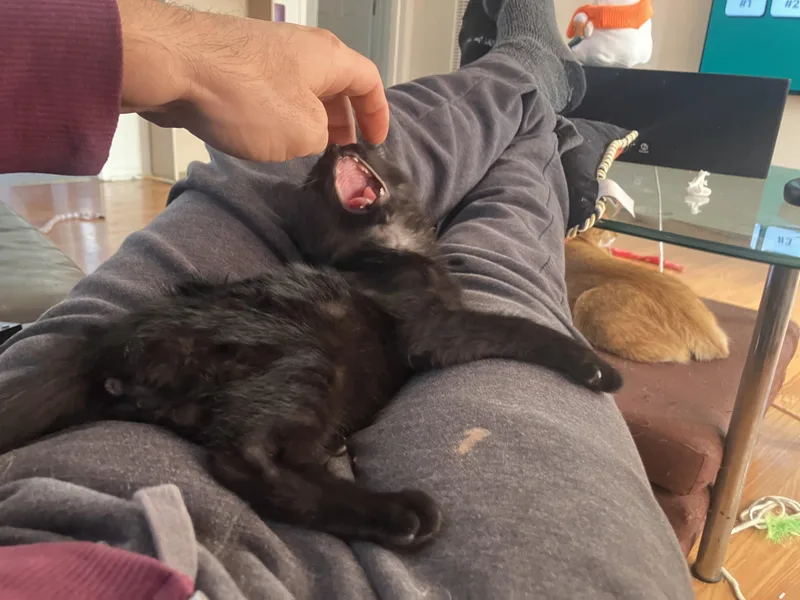 Jiji thumbnail 4
