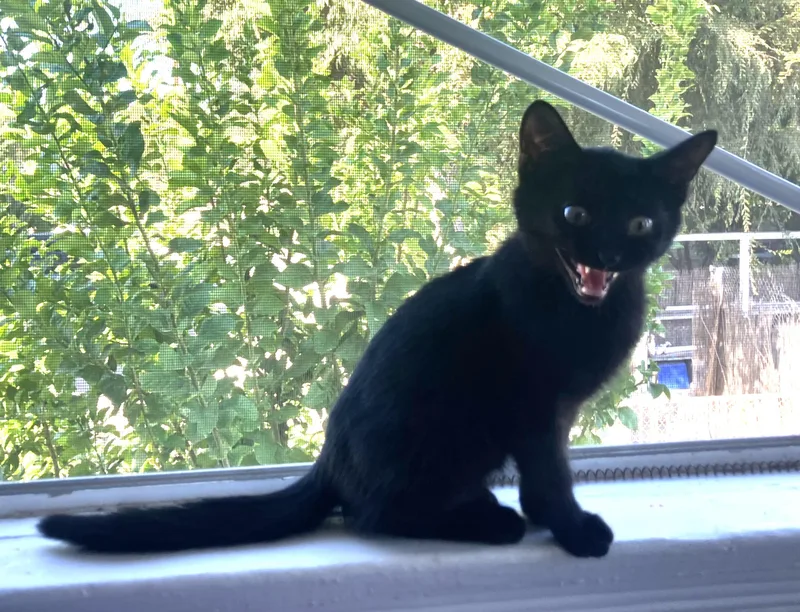 Jiji thumbnail 6