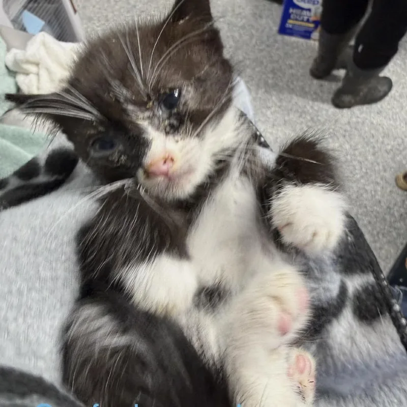 A baby small-sized male Torbie American Shorthair cat named Confucius for adoption in Spring Hill, KS
