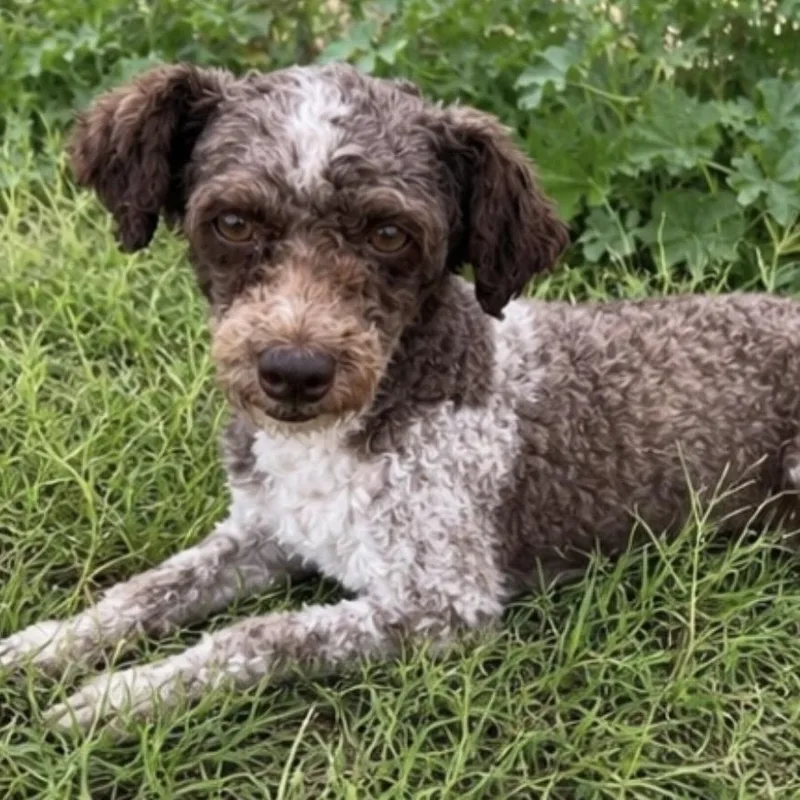An adult small-sized male Brown / Chocolate Poodle (Toy) dog named Curley for adoption in Pelham, NH