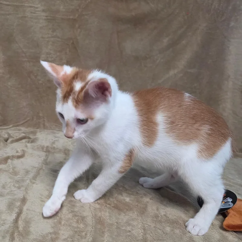 Peaches thumbnail 2