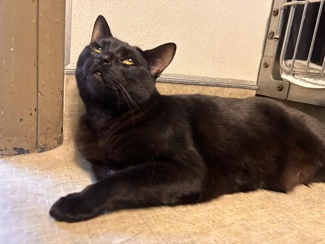 A young small-sized male Domestic Short Hair cat named Pitaya for adoption in Palo Alto, CA