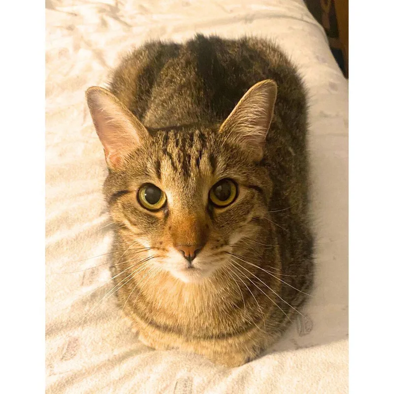 Cowboy Boots thumbnail 3