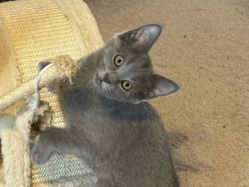 A baby small-sized female Domestic Short Hair cat named Duchess Clawdia for adoption in Dallas, TX