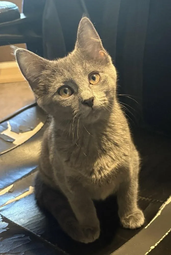 Duchess Clawdia thumbnail 2