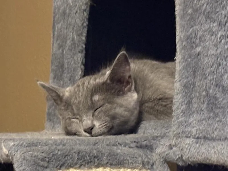 Duchess Clawdia thumbnail 3