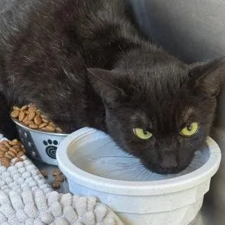 A young small-sized female Black Domestic Short Hair cat named Calamity for adoption in New York, NY