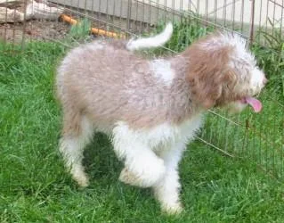 A baby medium-sized male White / Cream Aussiedoodle dog named Burr for adoption in Paris, KY