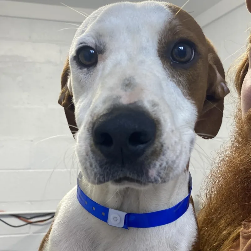 A baby medium-sized male Brown / Chocolate American Foxhound dog named Buck for adoption in Hattiesburg, MS