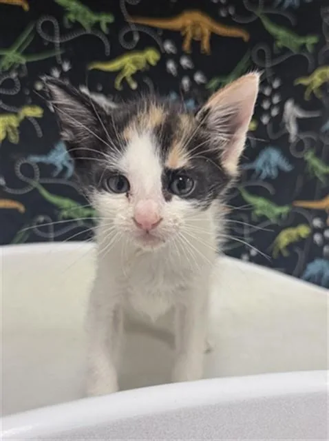 A baby small-sized female Domestic Short Hair cat named Mochi for adoption in Riverside, CA