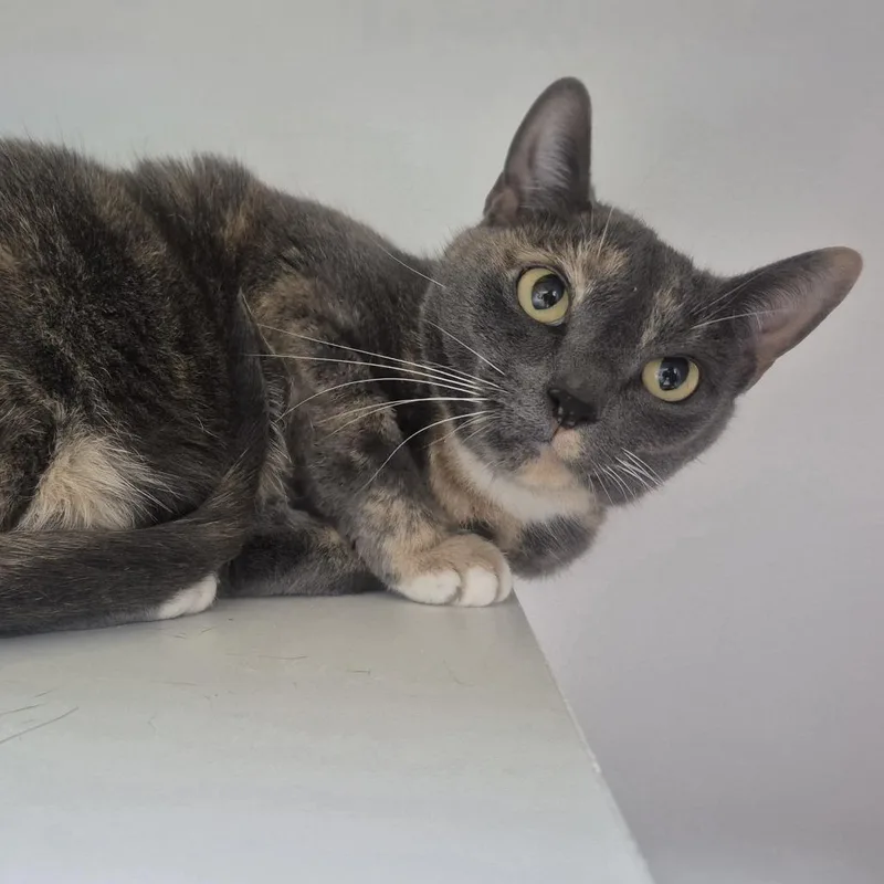 An adult large-sized female Domestic Short Hair cat named Lyla for adoption in Newark, NJ