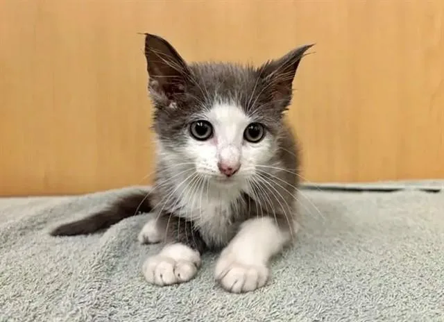 A baby small-sized male Domestic Short Hair cat named Archie for adoption in Saint Louis, MO