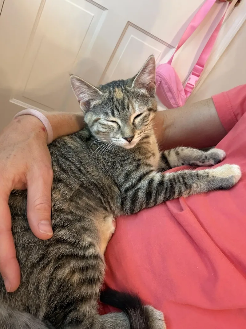 A baby medium-sized female Calico Torbie cat named Ophelia for adoption in Lombard, IL