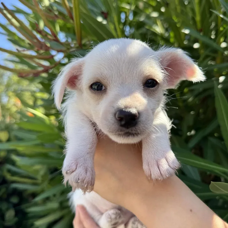 A baby small-sized female Terrier dog named Cheyenne for adoption in San Diego, CA