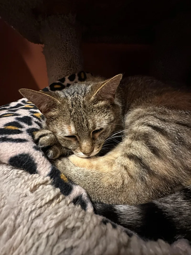 An adult medium-sized female Torbie Domestic Short Hair cat named Marnie for adoption in Crystal Lake, IL