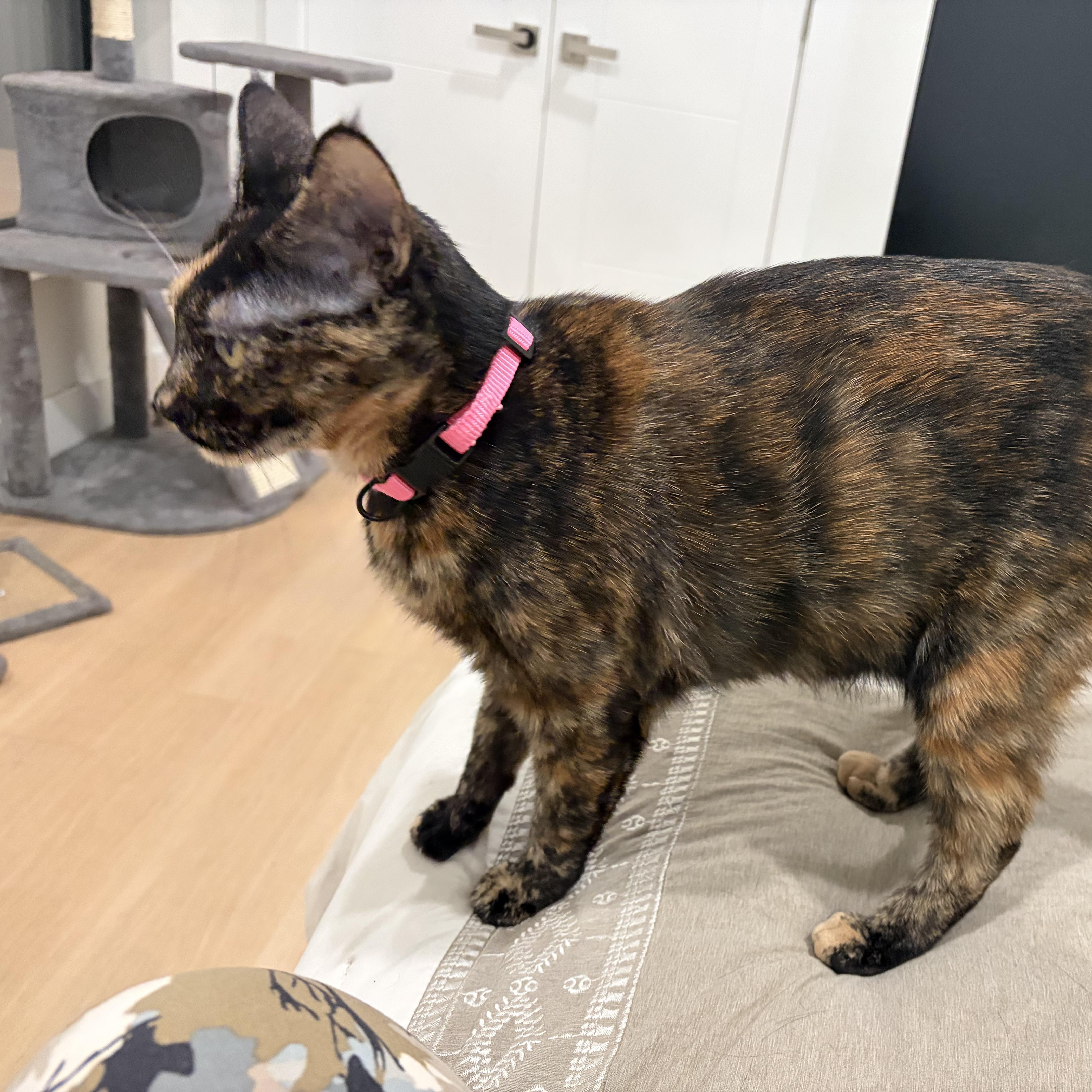 A young medium-sized female Tortoiseshell cat named Faith Looking for a for adoption in Clifton, NJ