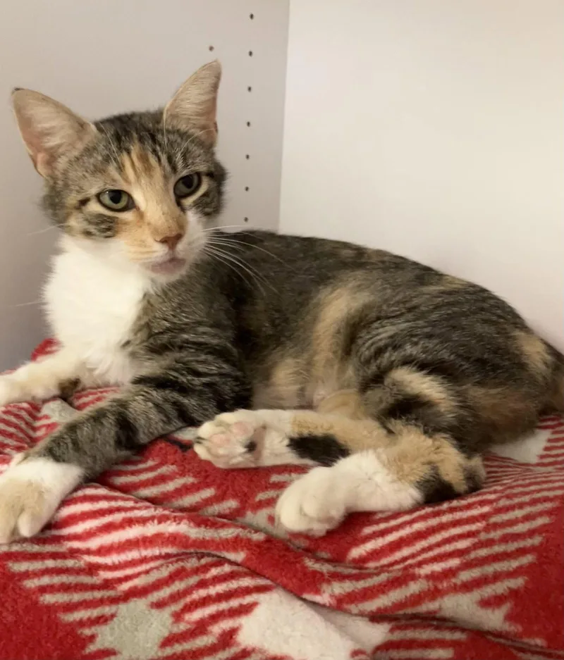 An adult medium-sized female Calico cat named Chloe for adoption in Dublin, OH