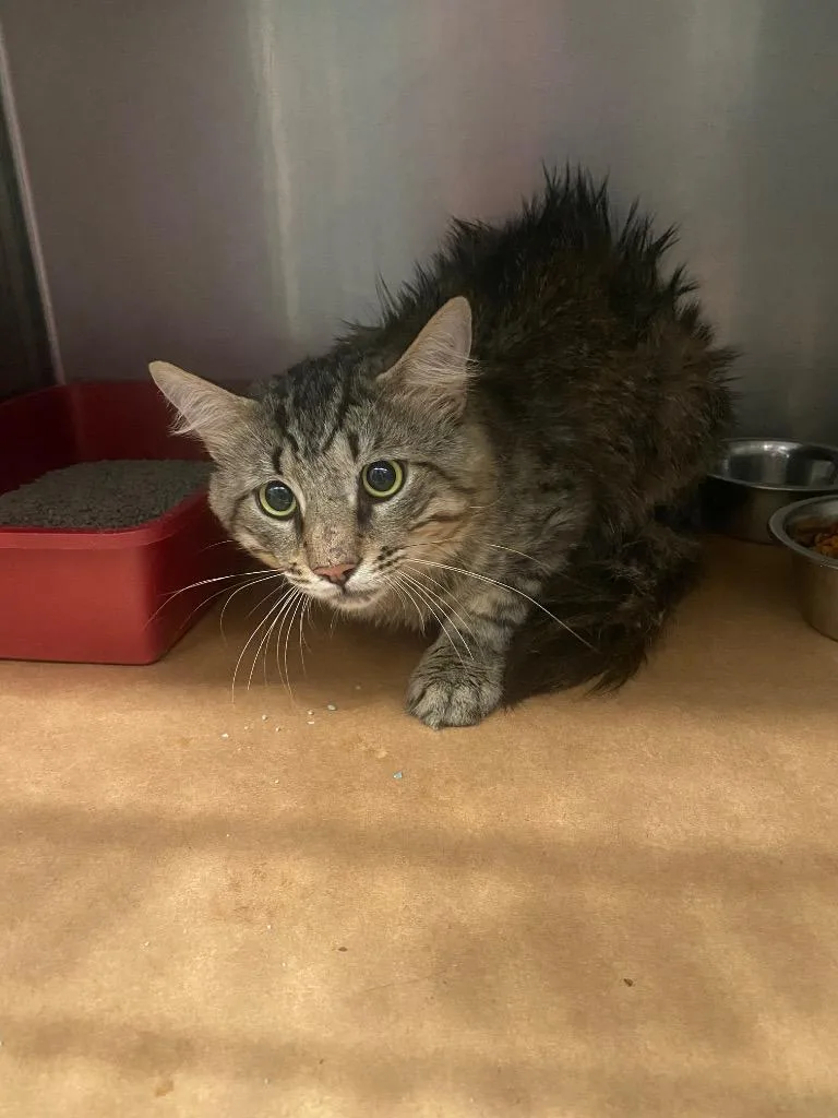 A young large-sized male Domestic Short Hair cat named Tiger for adoption in Cartersville , GA