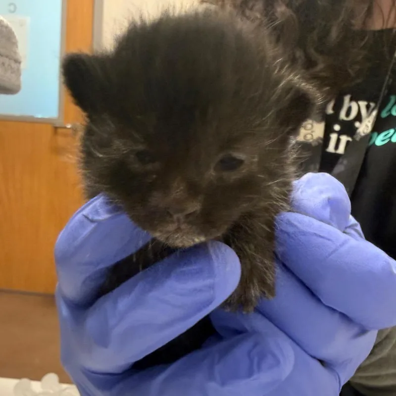 A baby small-sized female Black Domestic Short Hair cat named Cynthia Brisby for adoption in Chattanooga, TN
