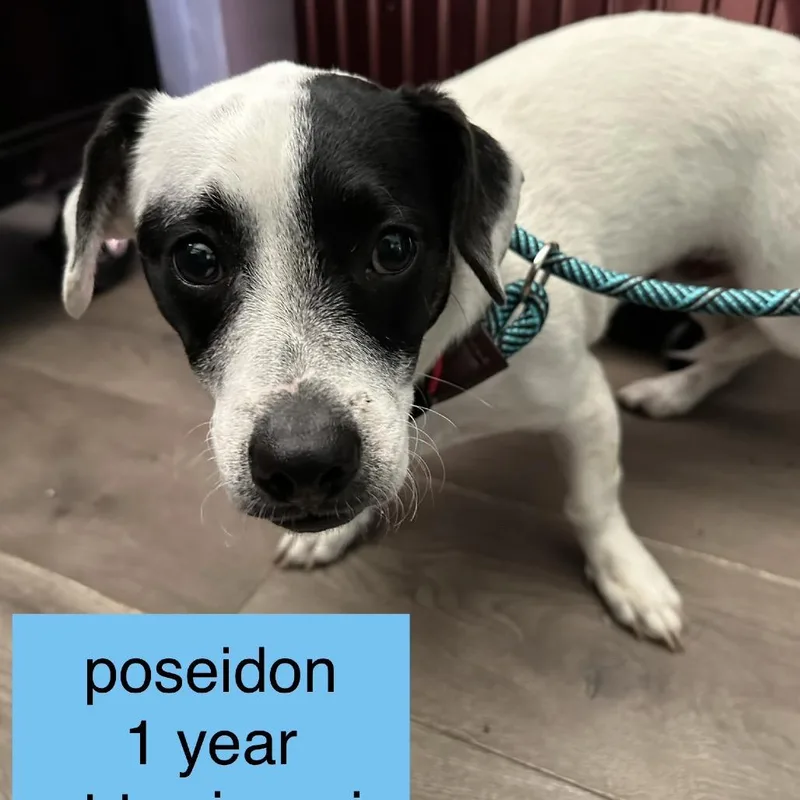 A young medium-sized male Black Rat Terrier dog named Poseidon for adoption in Tampa, FL