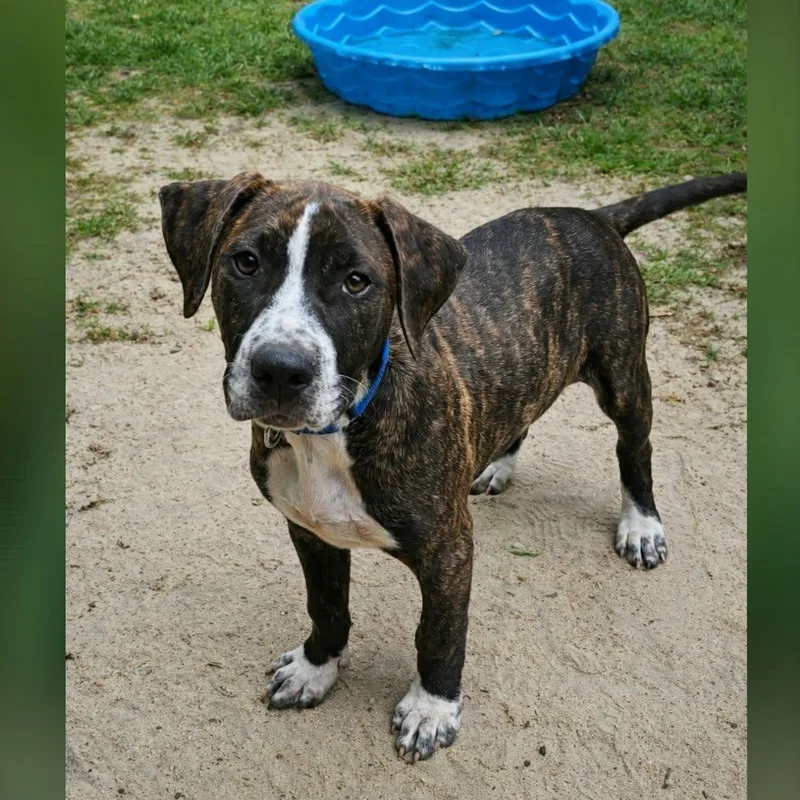 A baby large-sized male Brindle Mixed Breed dog named Sawyer for adoption in BONIFAY, FL