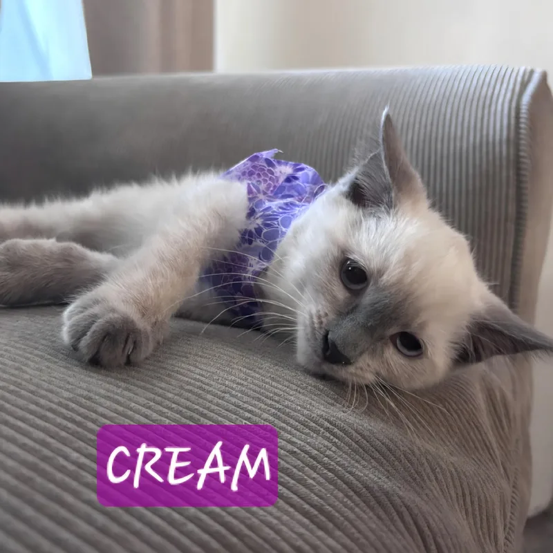A baby small-sized female Blue Point Siamese cat named Bonita Bert & for adoption in Yorba Linda, CA