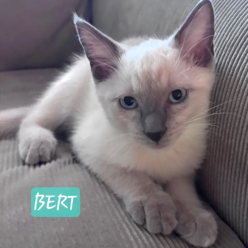 Bonita  Bert & thumbnail 2