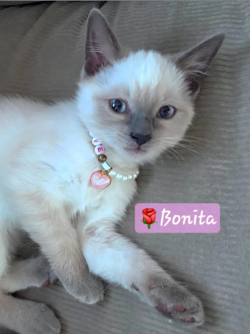 Bonita  Bert & thumbnail 3