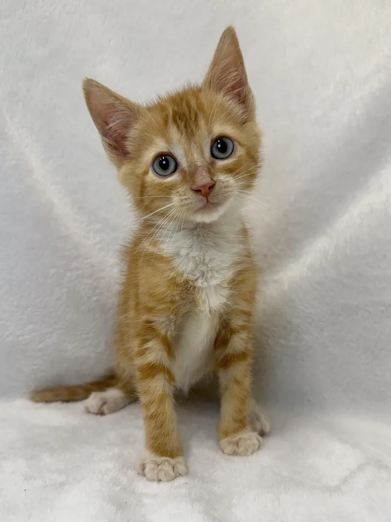 A baby medium-sized male Tabby (Orange / Red) Domestic Short Hair cat named Pumpkin for adoption in Greensboro, NC