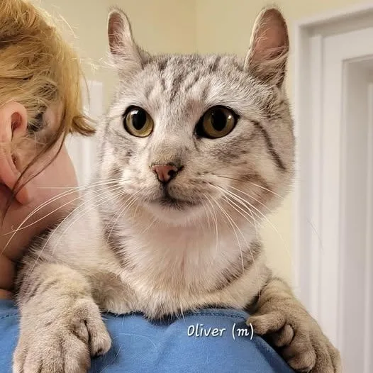 A young medium-sized male Black American Curl cat named Oliver for adoption in Mazon, IL