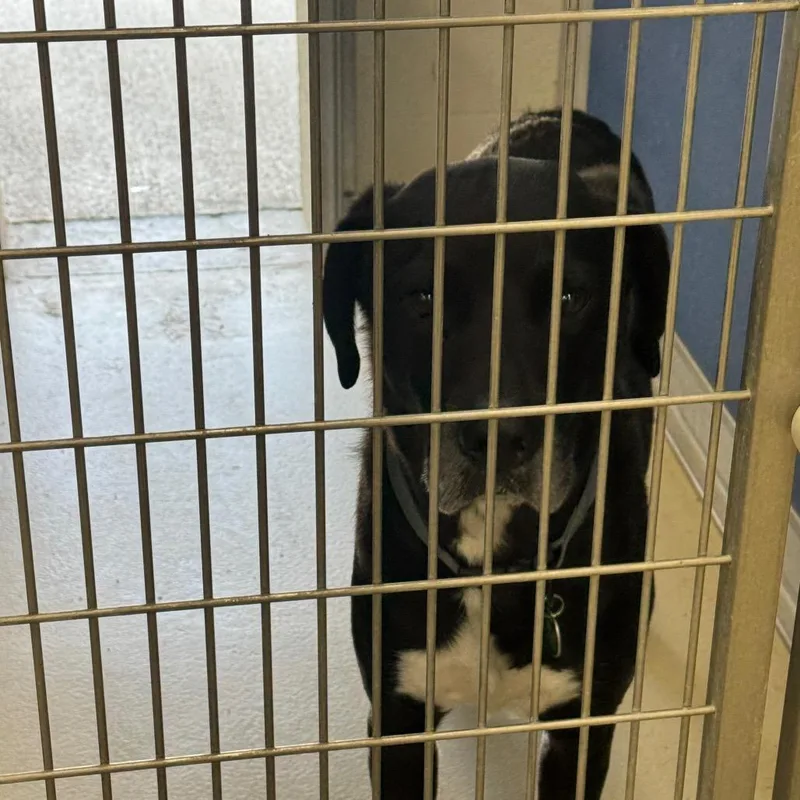 An adult small-sized male Black Labrador Retriever dog named Otis for adoption in Shelbyville, IL