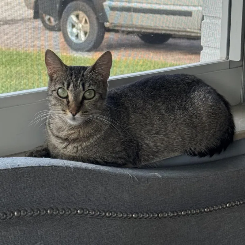 A young medium-sized female Brown / Chocolate Domestic Short Hair cat named Pearl for adoption in Hamburg, NY