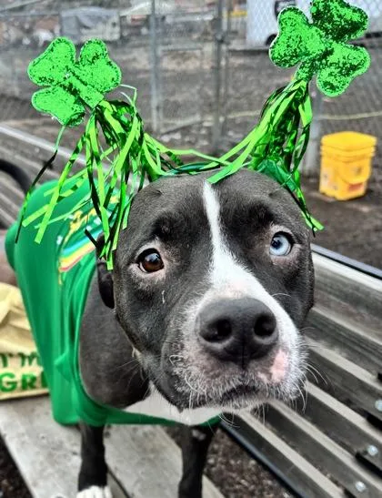 An adult large-sized female Pit Bull Terrier dog named Anna for adoption in Pendleton, OR