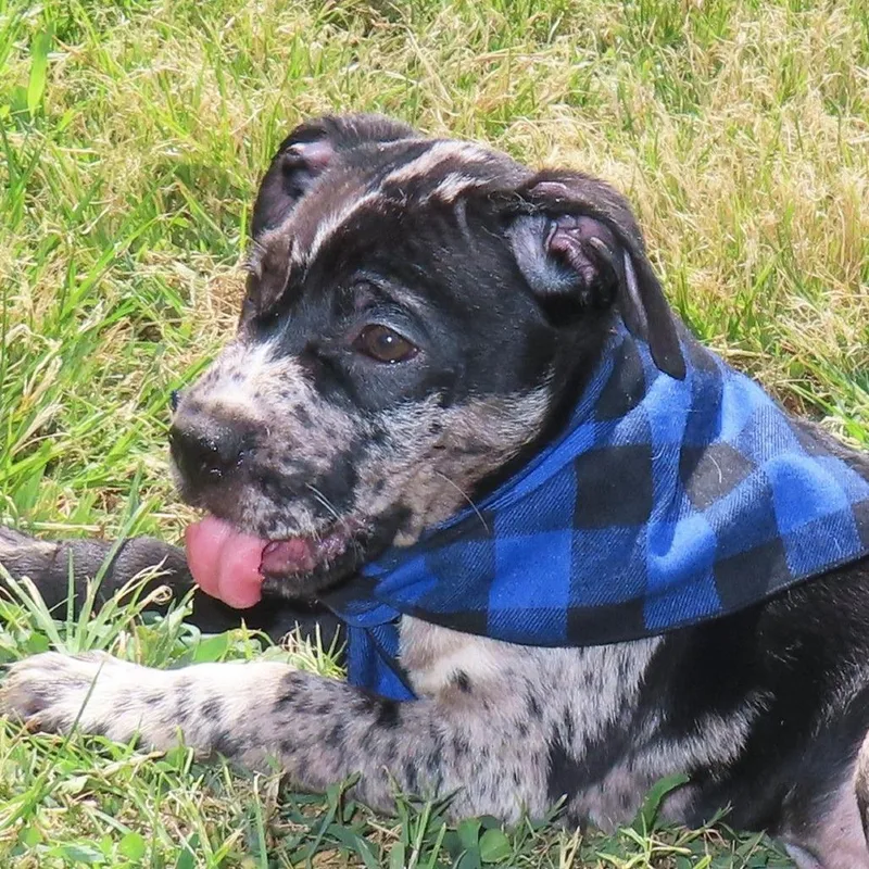 A baby medium-sized male Gray / Blue / Silver Pit Bull Terrier dog named Buster D for adoption in Minnetonka, MN