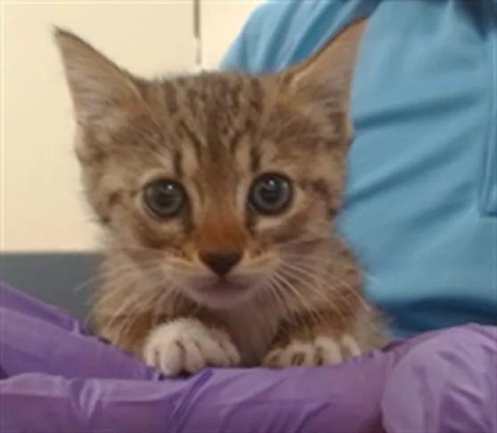 A baby small-sized female Domestic Short Hair cat named Namine for adoption in Miami, FL