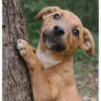A baby medium-sized female Yellow / Tan / Blond / Fawn Mixed Breed dog named Ellery for adoption in Alexandria, VA