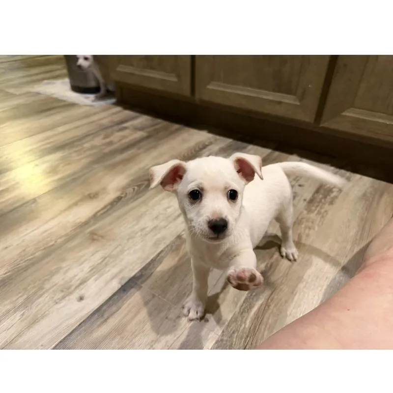 A baby small-sized male White / Cream Chihuahua dog named Flounder for adoption in Phoenix, AZ