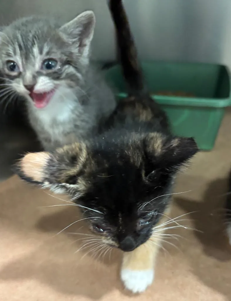 A baby large-sized male Domestic Short Hair cat named Bonnie for adoption in Cartersville , GA