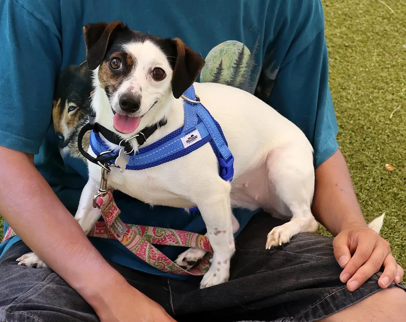 A young small-sized female Tricolor (Brown, Black, & White) Terrier dog named Bella for adoption in Harrison, NY