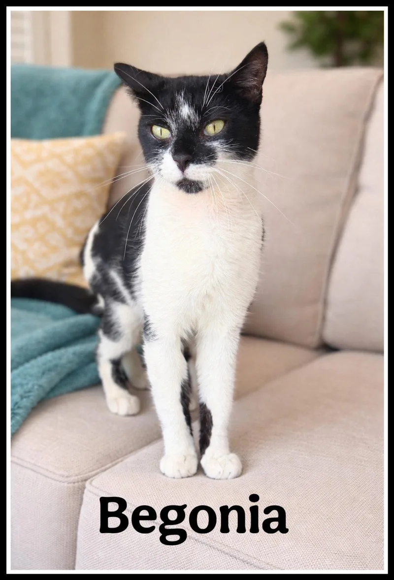 A young medium-sized female Black & White / Tuxedo Domestic Short Hair cat named Begoniawillow Grove Pa for adoption in Greenville, DE