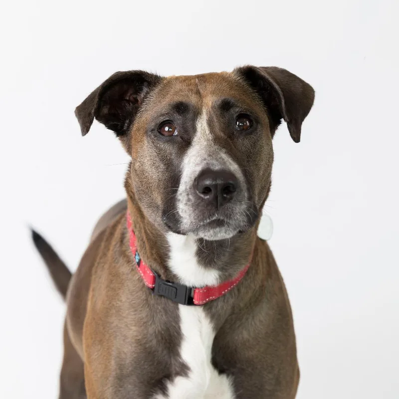 An adult medium-sized female Brown / Chocolate Mixed Breed dog named Maeve for adoption in Dearborn, MI