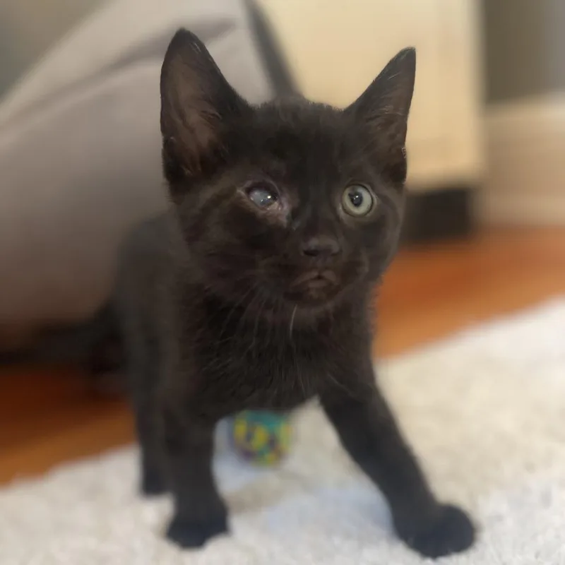 A baby small-sized male Black Domestic Short Hair cat named White Wash for adoption in Rochester, MN