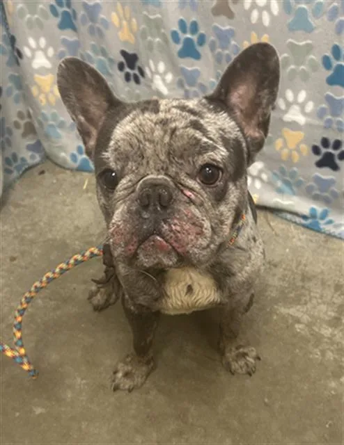 A young small-sized male French Bulldog dog named Bronx for adoption in Rosenberg, TX