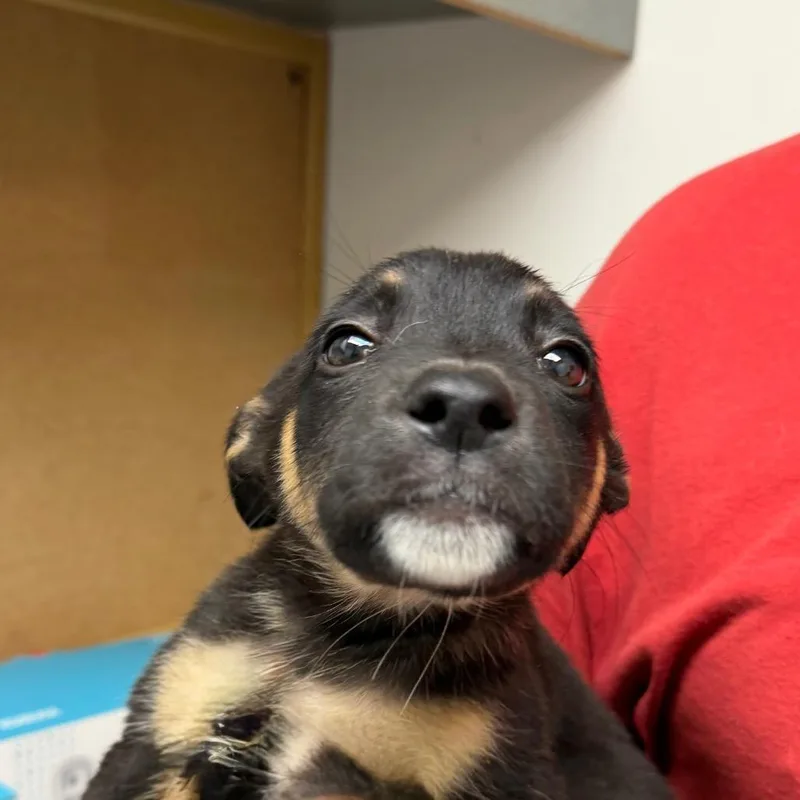 A baby small-sized female Australian Cattle Dog / Blue Heeler dog named Louise for adoption in Birmingham, AL
