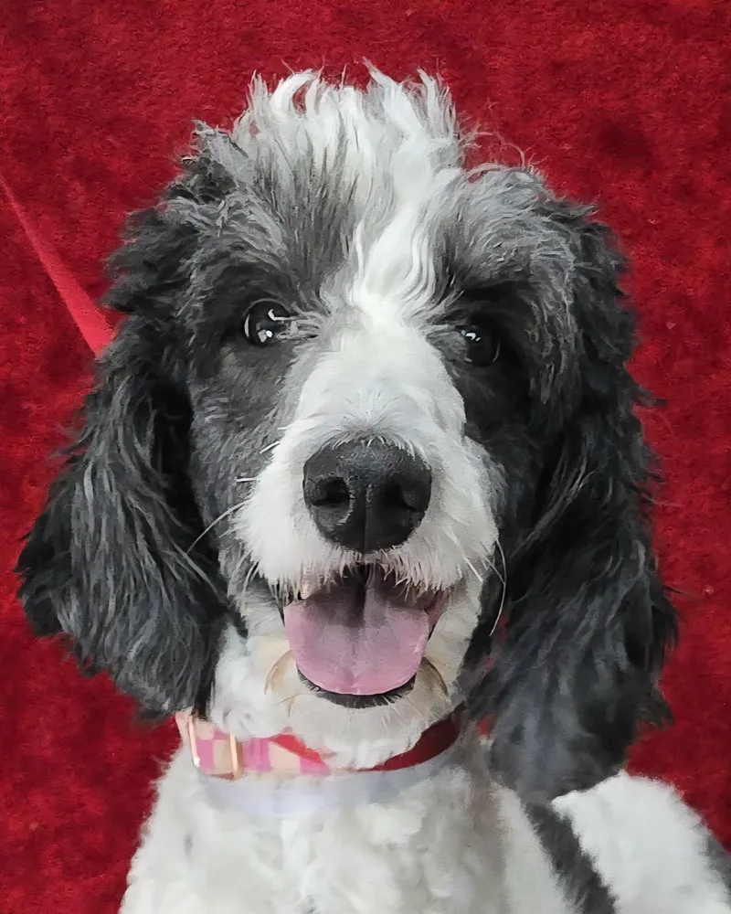 A young medium-sized female White / Cream Sheepadoodle dog named Panda for adoption in Newport, TN
