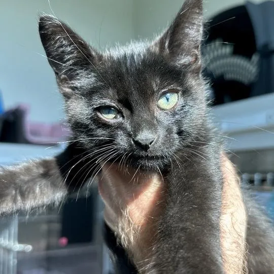A baby small-sized male Black Domestic Short Hair cat named Donny Osmond for adoption in Matteson, IL