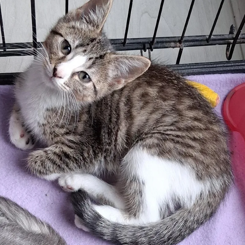 A baby small-sized female Domestic Short Hair cat named Daisy for adoption in Marion, IL