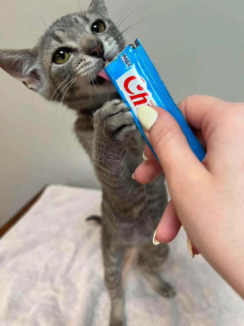 A baby medium-sized female Domestic Short Hair cat named Millie for adoption in Rochester , NY